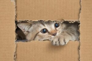 Cat fun toys DIY