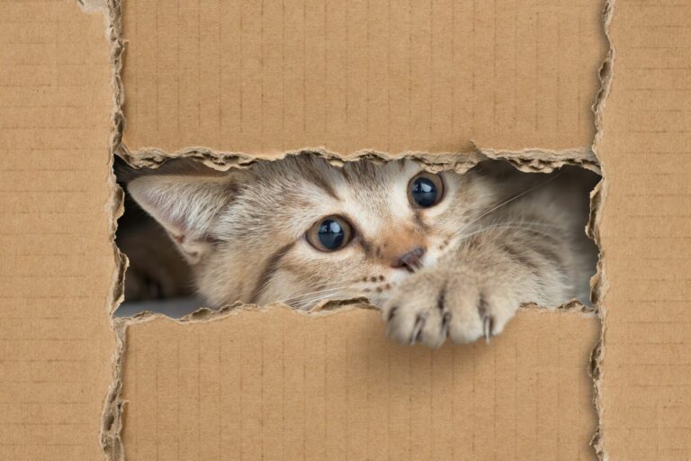 Cat fun toys DIY