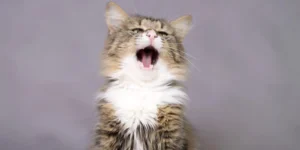 sneezing cat