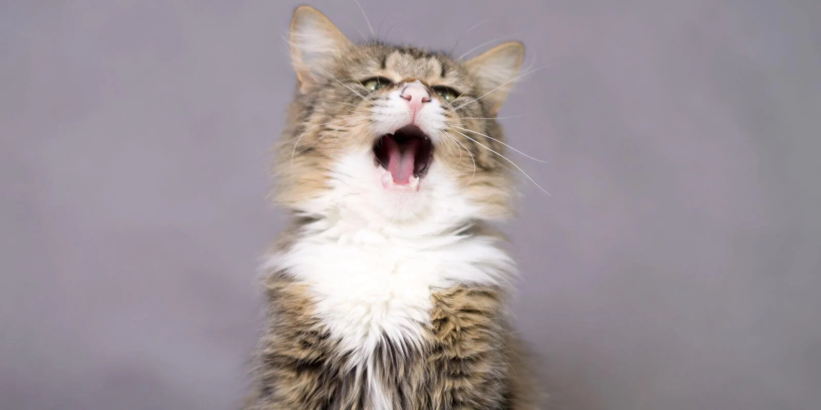 sneezing cat